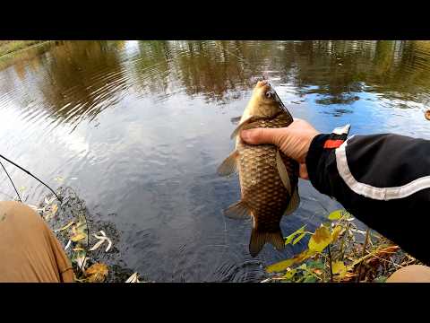 Видео: на що і як спіймати осіннього карася риболовля на бічний кивок макушатник підводна зйомка