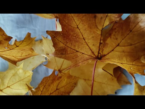 Видео: 🍂Маникюр 💅 педикюр небольшие покупки с Вайлдбериз 🛍️ болтаю😊🍂#красота #вайлбериз #wildberries #осень