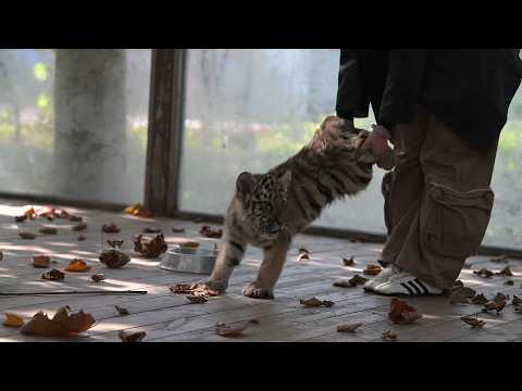 Видео: 🐯 ВАУ!!!, мяу-мяу-мяу, этот маленький тигренок просто очаровашка!😊#очаровательный #тигр #тигренок