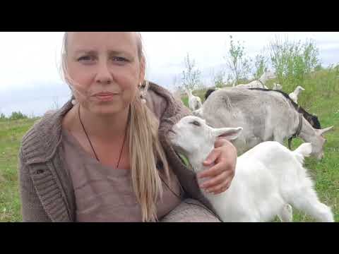 Видео: Прогулка с козами) Удивительные животные! И жуткие клещи!!