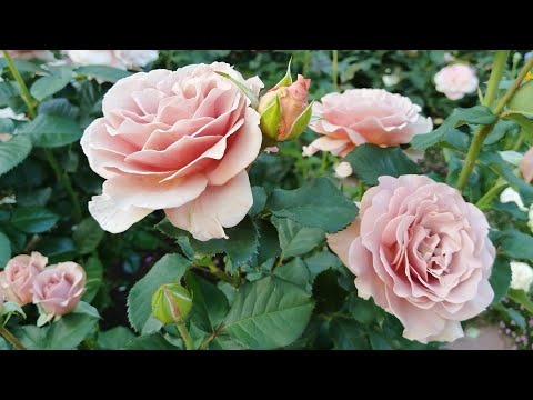 Видео: Приветы из лета 🐈🌹🐈‍⬛.#роза Мокароза,#роза Джулиас Роуз,#роза Афродита,#роза Грэфин Эльке цу Ранцау