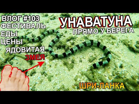 Видео: Шри-Ланка: Унаватуна - змеи и цены на фрукты. Наша неделя - Семейный Лайв Тревел Влог
