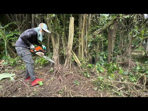 Видео: Распиловка дерева с привидениями. Призраки района. Когда ходят слухи о дереве с привидениями.