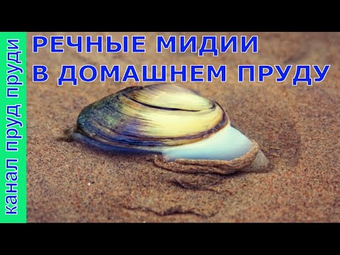 Видео: Речные мидии в домашнем пруду