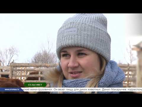 Видео: Сельсовет. Калмыцкие быки в Приморье