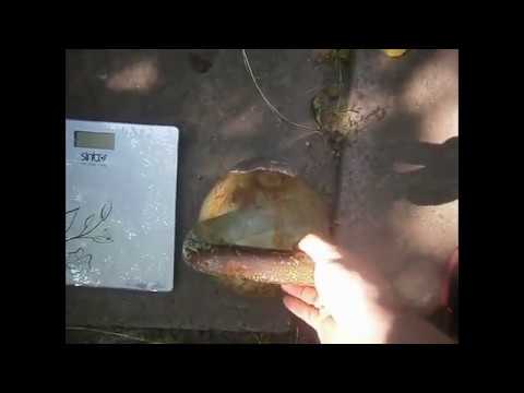 Видео: Заливаем гирю 32 кг свинцом до 40 кг: весь процесс от А до Я