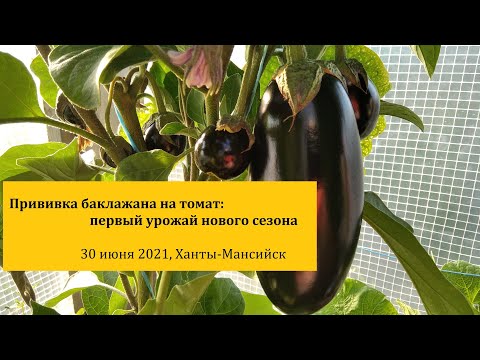 Видео: Первые баклажаны на томатных корнях сезона 2021