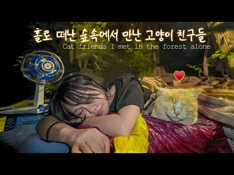 Видео: В ветреном лесу было так уютно, что я осталась одна🍃 / Два дня, проведенные с котами/одиночный поход