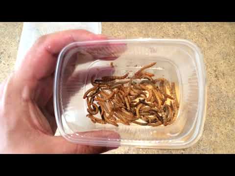 Видео: РАЗВЕДЕНИЕ МУЧНОГО ЧЕРВЯ В ДОМАШНИХ УСЛОВИЯХ С ЧЕГО НАЧАТЬ МУЧНОЙ ХРУЩЯК ЛИЧИНКИ МУЧНИК