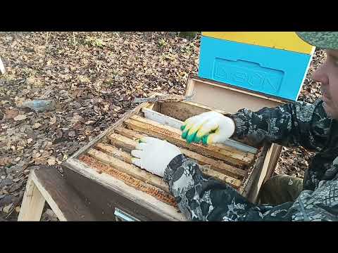 Видео: 02.11.2025. Слёт пчёл. Стратегия борьбы с клещём. Испаритель щавельки от Дюкарева. 