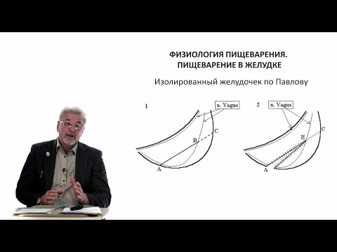 Видео: Евсеев А.В. Нормальная физиология. Лекция №25. Пищеварение в желудке. 2024