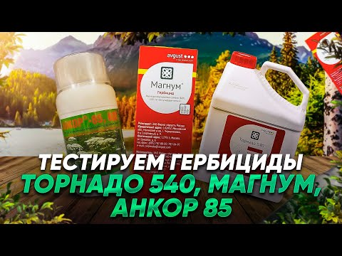 Видео: Обработка участка от борщевика/ тест гербицидов Торнадо 540, Магнум и Анкор 85