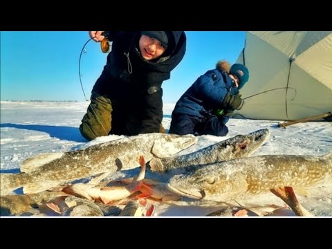 Видео: ВЗЯЛ ДЕТЕЙ НА РЫБАЛКУ!!  ОН ОБЛОВИЛ ВСЕХ !!! РЫБАЛКА С ДОМАШНИМ КОМФОРТОМ !!!