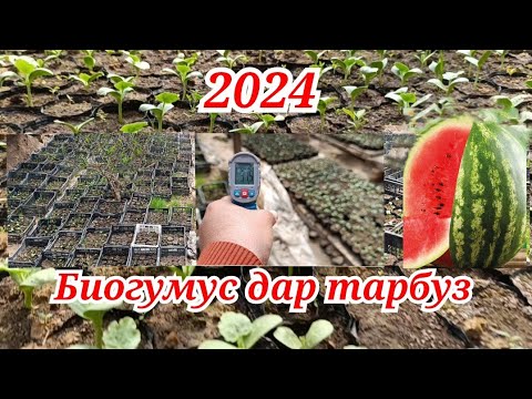 Видео: Натиҷаи Биогумус дар тарбуз