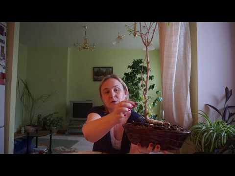 Видео: Замороженный фикус. Как спасти фикус? Спасаем замерзший фикус!