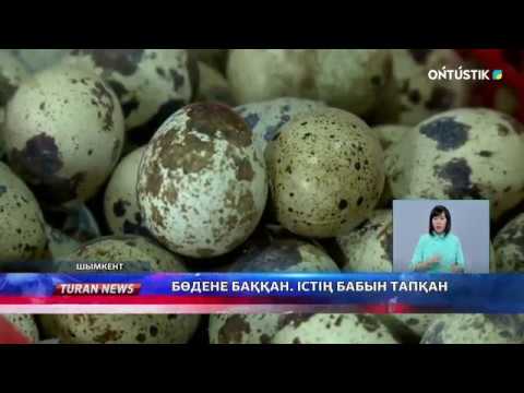 Видео: Бөдене баққан. Істің бабын тапқан