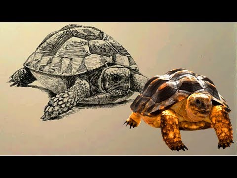 Видео: Как нарисовать ЧЕРЕПАХУ ТУШЬЮ! Учимся рисовать ЧЕРЕПАХУ ТУШЬЮ! Как Научиться РИСОВАТЬ