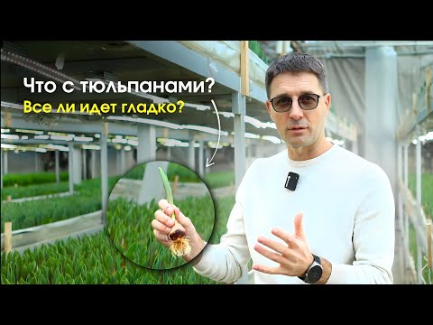 Видео: Обзор выгонки: показываем рост тюльпанов, уход и условия в теплице