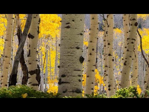 Видео: БЛИЗНАЦИ - КЕЛТСКИ КРЪСТ