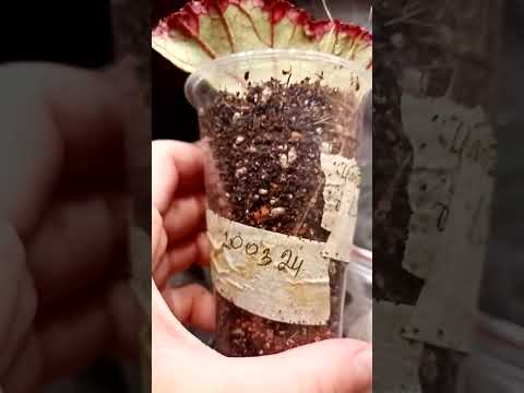 Видео: Месяц спустя, результаты укоренения.