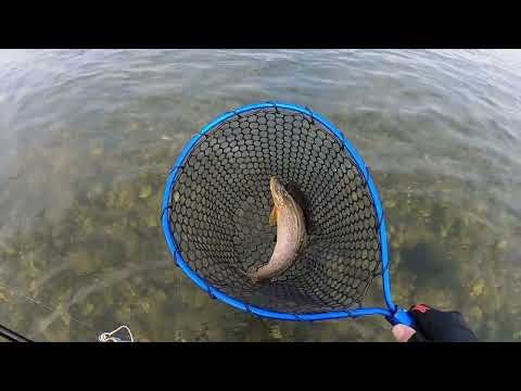 Видео: рыбалка в Корее очередной  выезд на форель