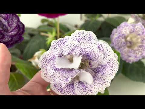 Видео: Цветущие глоксинии(Выпуск №26)