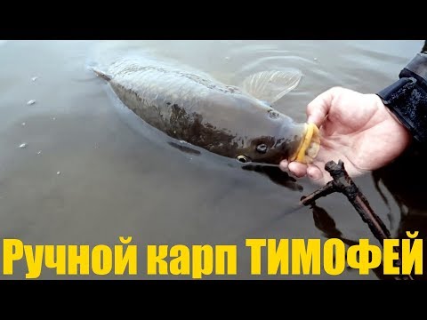 Видео: Как ТАКОЕ ВОЗМОЖНО??? ЧУДЕСА в рыболовном мире!