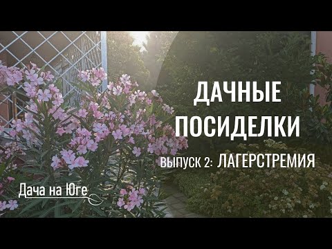 Видео: Дачные посиделки - Лагерстремия