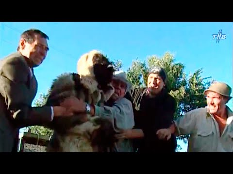 Видео: Кешечә яшик (2004)