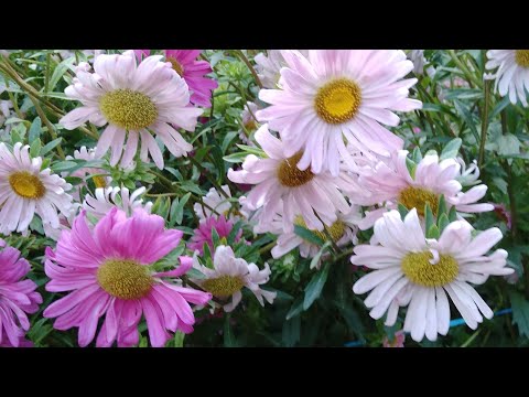 Видео: ГУЗАЛЛИКНИ   СЕВУВЧИЛАР  УЧУН  🌺🌺🌸🌸🌼🌼🌹🌹🌷🌷🌻🌻
