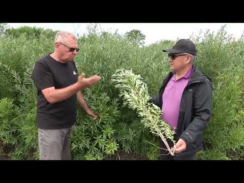 Видео: Что такое луго-сад облепихи?