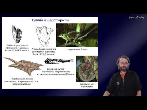 Видео: Дробышевский С.В. - Антропология - 2. Эволюция приматов