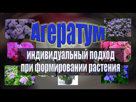 Видео: Агератум. Индивидуальный подход при формировании растения.