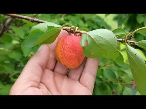 Видео: 31.07.2025г. Абрикос "Фаралия".