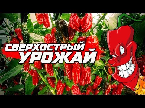 Видео: Урожай сверхострых сортов перца. Второй сбор Халапеньо и сладких гигантов.