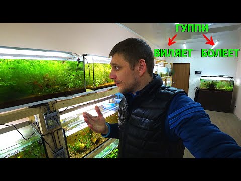 Видео: Лечение Гуппи и другой живородки. 1ч