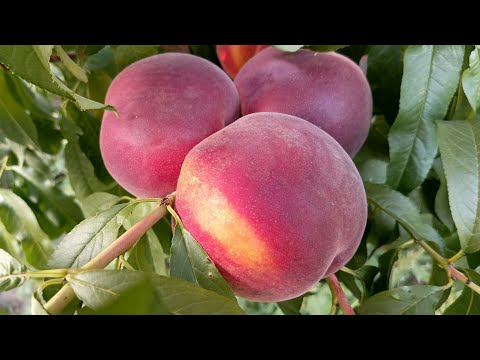 Видео: Персик Роял Єстет. Peach Royal Estate. Найгарніший персик осені