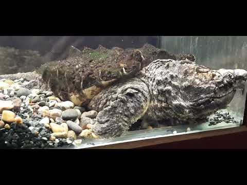 Видео: Парк птиц Воробьи (главная территория)