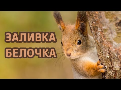 Видео: Заливка формы белка | ITCRUS MARKET