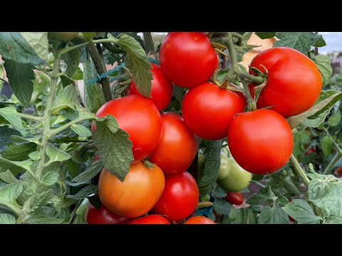 Видео: Важная ПОДКОРМКА для ТОМАТОВ во время завязывания и формирования!
