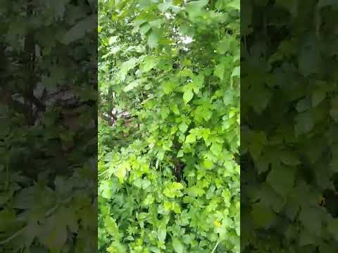 Видео: ТАРХУН 