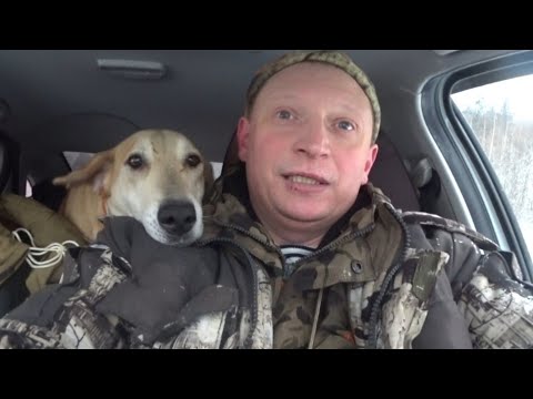 Видео: Охота на Зайца Беляка по Первому Снегу с Русской Гончей. 18.11.25.