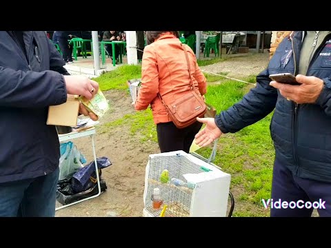 Видео: Ярмарка Кропоткин- 30.04.2023 Обзор канареек,попугаев и прочих животных.