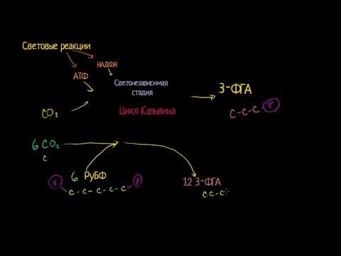 Видео: Фотосинтез: цикл Кальвина (видео 5)| Фотосинтез | Биология
