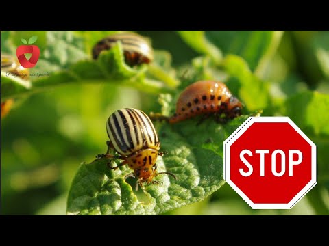 Видео: Натуральные способы защиты картофеля от фитофтороза