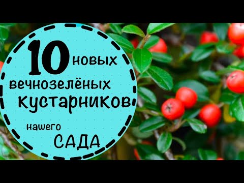 Видео: Вечнозелёные новинки нашего сада☘️Рейтинг новичков☘️Абелия☘️Бересклет☘️Кизильник☘️Жимолость☘️Лох ☘️