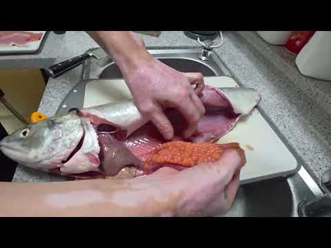 Видео: Наловил кету, готовлю красную икру. #fishing #낚시 #fish #automobile 