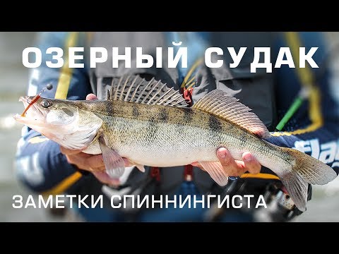 Видео: Заметки спиннингиста.Ловля судака на озере.