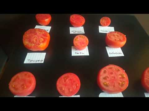 Видео: Узрели домати:класация по вкус