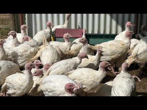 Видео: Ферма в Германии.Индюки на поле.